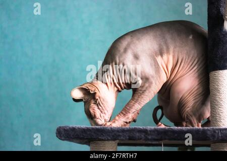 Die kanadische Sphynx-Katze spielt mit etwas, sitzt auf einem Krallenturm und kratzt an einem Pfosten. Haustier in einem modernen Innenraum gegen eine blaue Wand. Die faltigen sk Stockfoto