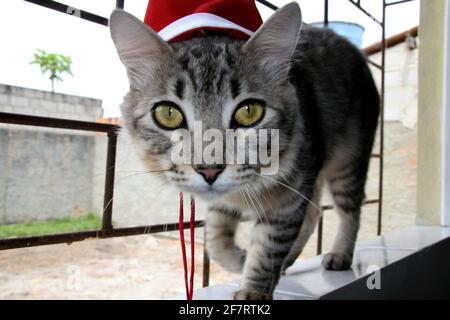 salvador, bahia / brasilien - 21. september 2008: Katze wird auf der Straße in der Stadt Salvador frei laufen gesehen. *** Ortsüberschrift *** . Stockfoto