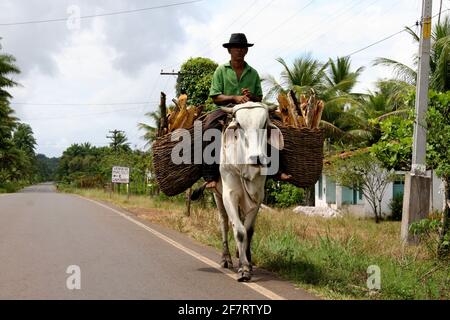 valenca, bahia / brasilien - 20. november 2007: Man nutzt Ochsen als Reittier und um Fracht auf der Autobahn BA 001 in der Stadt Valenca zu transportieren. *** Lokale Obergrenze Stockfoto