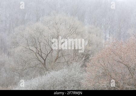 Frostbedeckter Wald in der Region Turiec, Slowakei. Stockfoto