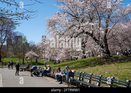 Der Central Park ist schön im Frühling, NYC, USA Stockfoto