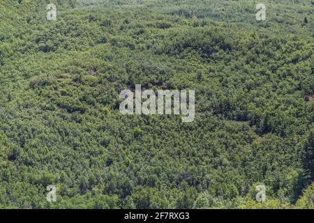 Draufsicht auf einen grünen Wald in Utah Stockfoto