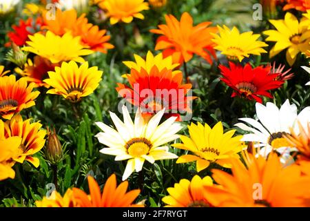 Schöne Gruppe von afrikanischen Gänseblümchen (Gazania) in Blüte, rot, gelb, orange, weiße Blüten Stockfoto