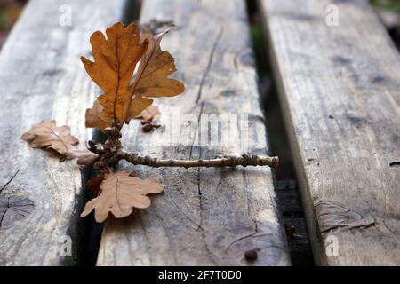 Ein Eichenzweig auf einem Tisch im Freien im Herbst Stockfoto