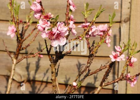 Auf einem jungen Pfirsichbaum blühen rosa Früchte Stockfoto