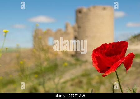 Nahaufnahme eines Mohnes mit einer mittelalterlichen Burg in Der Hintergrund Stockfoto