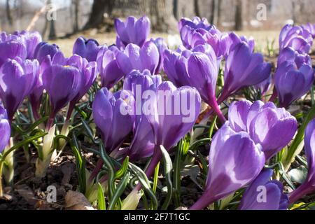 Violette Krokusse blühen im Frühjahr auf altem trockenem Laub Stockfoto