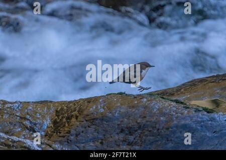 Dipper, Cinclus cinclus, auf Felsen am Fluss Lyn, Exmoor. Devon. Stockfoto