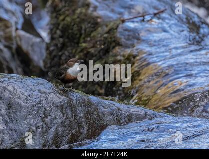 Dipper, Cinclus cinclus, auf Felsen am Fluss Lyn, Exmoor. Devon. Stockfoto