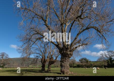 Einheimische Schwarzpappel, Populus nigra subsp. Betulifolia, wächst auf der Hochwasserebene, West Somerset. Stockfoto