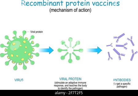 Rekombinanter Proteinimpfstoff. Wirkmechanismus, um den Körper zur Bildung von Antikörpern gegen SARS-CoV-2 und verschiedene Infektionskrankheiten zu veranlassen. COVID Stock Vektor