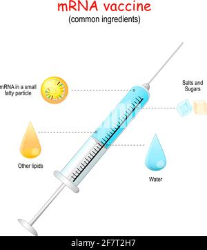 MRNA-Impfstoff. Was enthält ein mRNA-Impfstoff? Vektorgrafik. Nahaufnahme der Spritze mit COVID-19-Impfstoffbestandteilen Stock Vektor