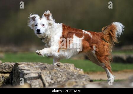 Rot-weißer Rand Collie Stockfoto