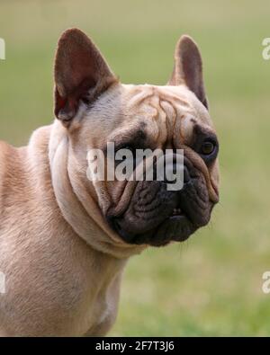 Nahaufnahme der französischen Bulldogge Stockfoto