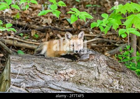 Red Fox Kit auf einem Baumstamm mit Bäumen in Ruhe Der Hintergrund Stockfoto