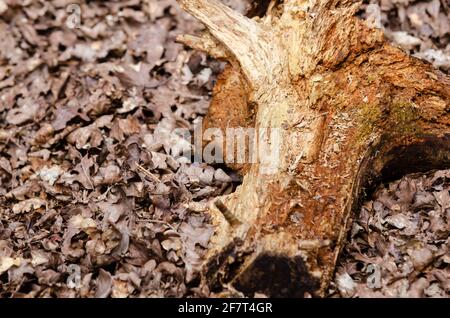 Fabelhafte Aussicht auf Brasov von oben Stockfoto