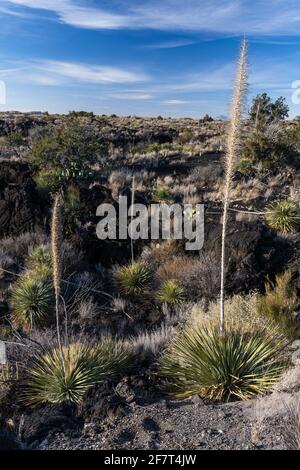 Commom Sotol wächst in den Lavafeldern des Valley of Fires Recreation Area, New Mexico. Seine hohe Blütenspitze ähnelt einer Yucca, aber es ist tatsächlich ich Stockfoto