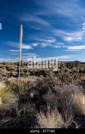 Commom Sotol wächst in den Lavafeldern des Valley of Fires Recreation Area, New Mexico. Seine hohe Blütenspitze ähnelt einer Yucca, aber es ist tatsächlich ich Stockfoto