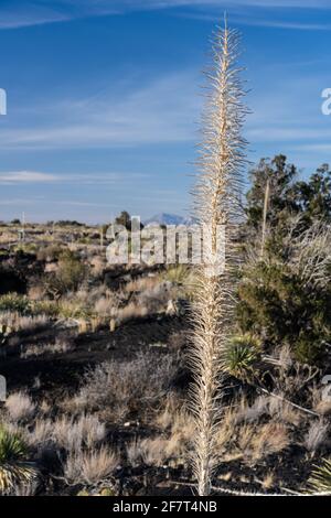 Commom Sotol wächst in den Lavafeldern des Valley of Fires Recreation Area, New Mexico. Seine hohe Blütenspitze ähnelt einer Yucca, aber es ist tatsächlich ich Stockfoto