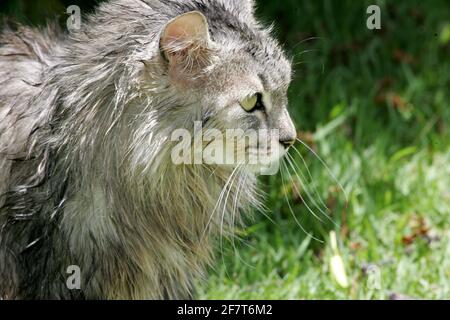 salvador, bahia / brasilien - 21. september 2008: Katze wird auf der Straße in der Stadt Salvador frei laufen gesehen. *** Ortsüberschrift *** . Stockfoto