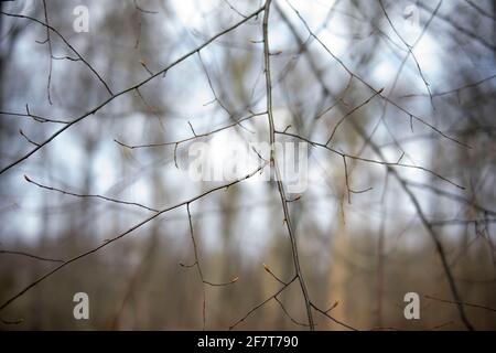 Posen, Wielkopolska, Polen. April 2021. Entwicklung und Vielfalt der Blattknospen, die in diesem Frühjahr zwischen 25.03.2021 und 09.04.2021 im Wald in Poznan fotografiert wurden. Im Bild: Der Wald am 26. März 2021. Quelle: Dawid Tatarkiewicz/ZUMA Wire/Alamy Live News Stockfoto