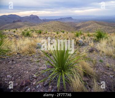 Kakteen wachsen in der felsigen Landschaft des Big Bend National Park, TX Stockfoto