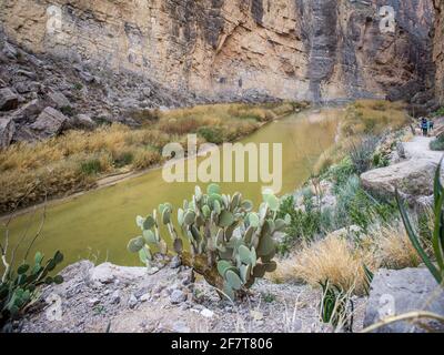 Kaktus aus stacheligen Birnen wächst am Rio Grande River im Big Bend National Park, TX Stockfoto