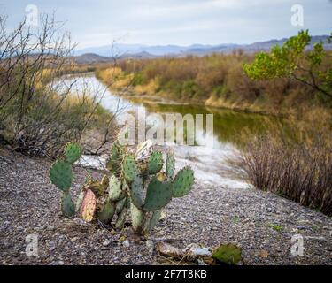 Kaktus aus stacheligen Birnen wächst entlang des Rio Grande River, Big Bend National Park, TX Stockfoto