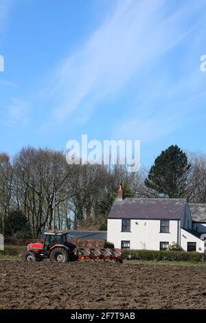 Red Massey Ferguson Traktor pflügt ein Feld von Wheel Lane, Pilling, Preston, Lancashire auf der anderen Seite des Feldes und großes weißes Haus dahinter. Stockfoto
