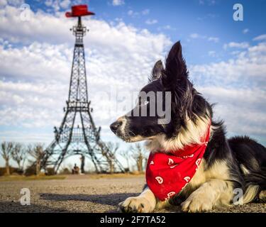 Border Collie Dog posiert vor dem Wahrzeichen des Pariser Eiffelturms, Paris, TX Stockfoto