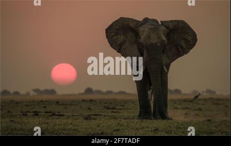 Elefantenuntergang am Ufer des Chobe Flusses Stockfoto