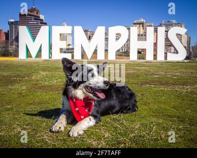 Border Collie Hund posiert vor dem Schild für ÒMemphisÓ vor der Innenstadt von Memphis, Tennessee Stockfoto
