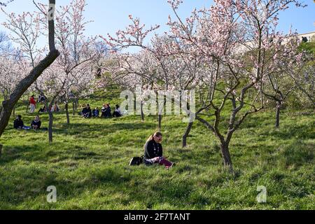 PRAG, TSCHECHISCHE REPUBLIK - 4. APRIL 2020: Menschen entspannen sich unter blühenden Bäumen im Garten von Schönbornska Stockfoto