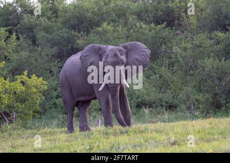 Afrikanischer Elefant. Einsamer Bulle oder Männchen. Nach vorne stehende Ohren mit großflächiger Oberfläche, die für die auditive und die Körpertemperatur-Kontrolle verwendet werden. Stockfoto