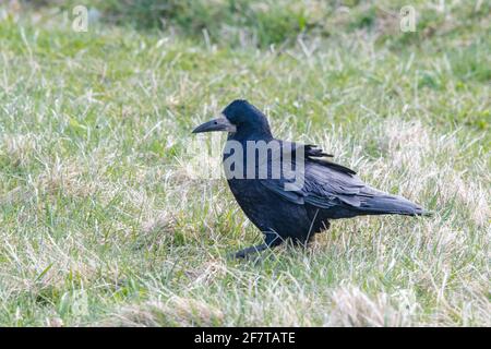 Rook (Corvus frugilegus) auf Gras Stockfoto