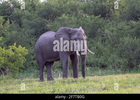 Afrikanischer Elefant (Loxodonta africana). Einsamer lebender Bullor männlich. Steht auf einer kurzen, sumpfige Graslandsavanne. Okavango-Delta. Botswana. Stockfoto