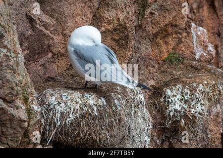 Kittiwake (Rissa tridactyla) auf Klippen, Bullers of Buchan, Aberdeenshire, Schottland, Großbritannien Stockfoto