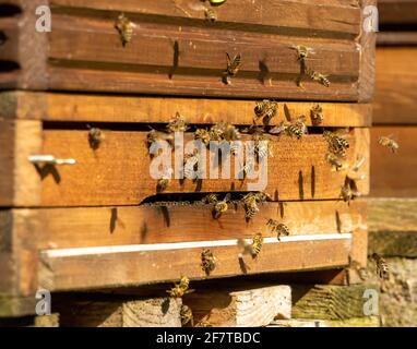 Bienen fliegen zum Bienenstock, aus nächster Nähe. Honigbären am Eingang zum Bienenhaus. Stockfoto