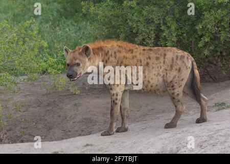 Gepunktete Hyäne (Crocuta crocuta). Erwachsener. Profil. Annäherung an den Eingang zur unterirdisch liegenden Höhle. Stockfoto