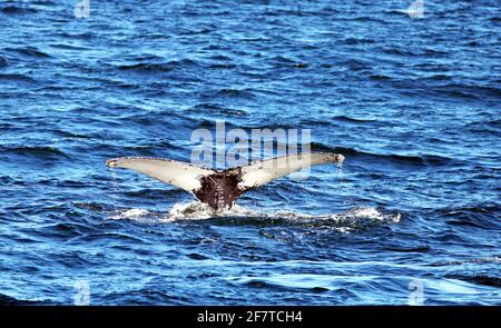 An einem hellen, sonnigen Morgen in tiefblauem Wasser wird in den Gewässern vor der Küste von Jersey ein walfisch angezeigt. Stockfoto