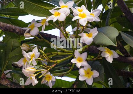 Nahaufnahme von kleinen weißen Blumen auf einem Ast voller Grüne Blätter an einem sonnigen Tag Stockfoto