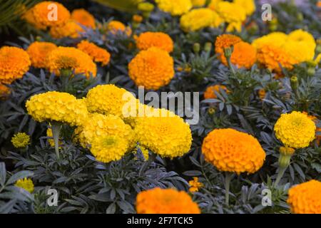 Nahaufnahme einer Gruppe orangefarbener und gelber Blumen in Eine Pflanze an einem sonnigen Tag Stockfoto