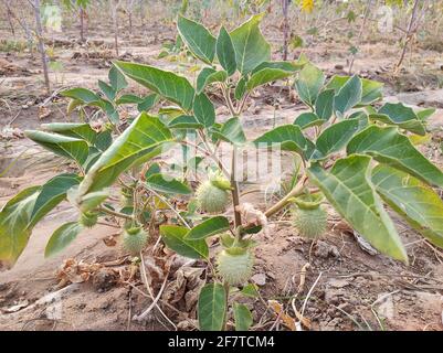 Nahaufnahme der grünen Frucht Datura innoxia, auch bekannt als Datura Wrightii oder heilige Datura Stockfoto