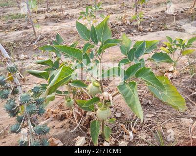 Nahaufnahme der grünen Frucht Datura innoxia, auch bekannt als Datura Wrightii oder heilige Datura Stockfoto