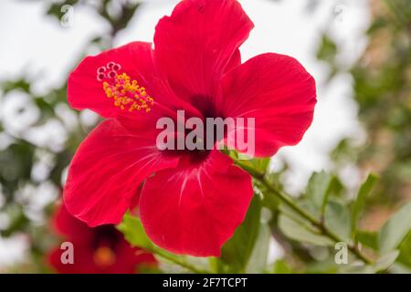 Nahaufnahme einer leuchtend roten Blume, umgeben von grünen Blättern An einem sonnigen Tag vor einem strahlenden Himmel Stockfoto