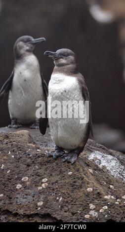 Galapagos-Pinguine (Spheniscus mendiculus) auf einem Felsen bei Punta Vincente Roca, Insel Isabela, Galapagos, Ecuador Stockfoto