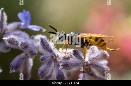 Eine Jagdwespe - Philanthus, Bienenjäger, die auf Blumen sitzen und ihr Opfer beobachten - Honigbiene. Bienenmörder-Wespen - Philanthus, Nahaufnahme. Stockfoto