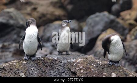 Galapagos-Pinguine (Spheniscus mendiculus) auf einem Felsen bei Punta Vincente Roca, Insel Isabela, Galapagos, Ecuador Stockfoto