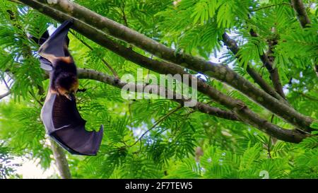 Flying Fox Pteropus Niger Mauritius Stockfoto