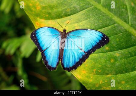 Blauer Morpho-Schmetterling (Morpho menelaus) auf einem Blatt, Mindo-Nebelwald, Ecuador. Stockfoto